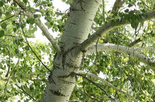 Stock image Poplar of early autumn