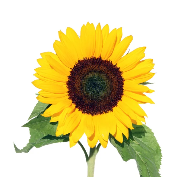 stock image Sunflower.