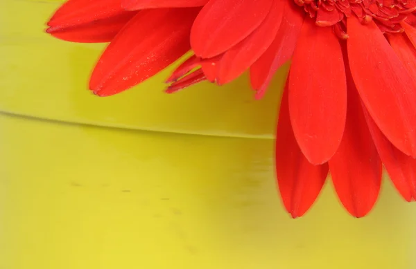 Abstrakte orange Blütenblätter — Stockfoto