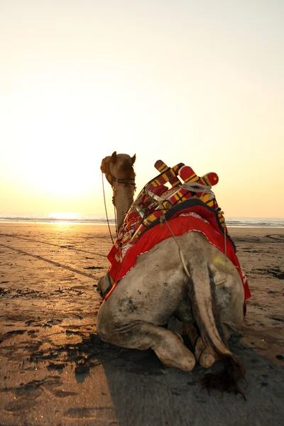Zonsondergang kameel — Stockfoto