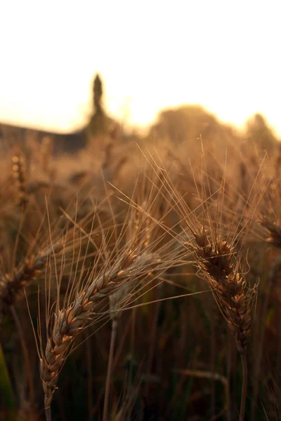 Piantagione di grano dorato — Foto Stock