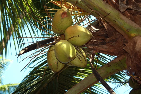 Kokospalme — Stockfoto