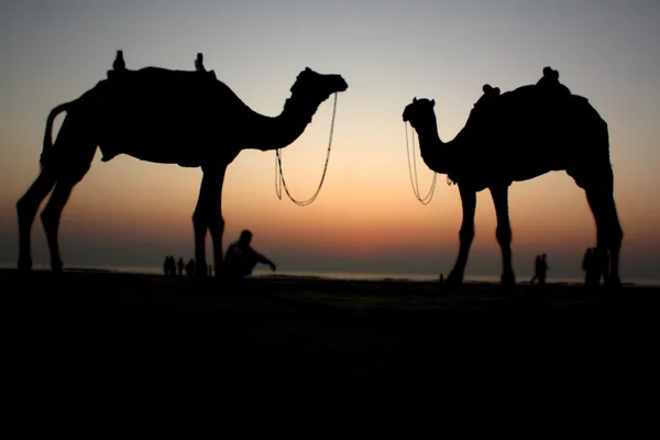 Stranden kameler — Stockfoto