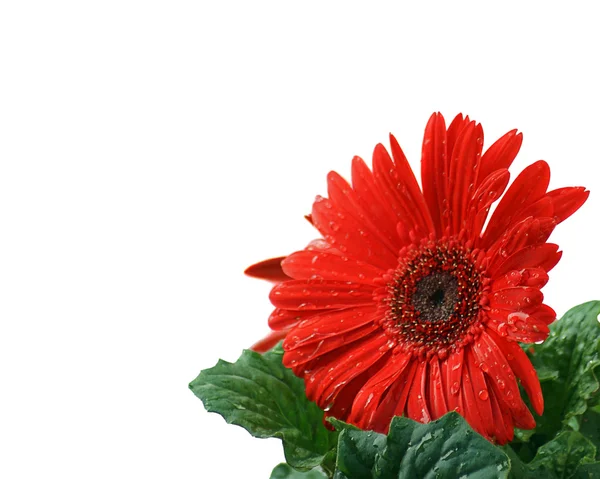 stock image Beautiful red Gerbera Daisy with a clipping path