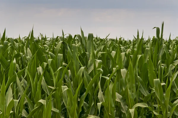Vista de primer plano del maíz de alimentación —  Fotos de Stock
