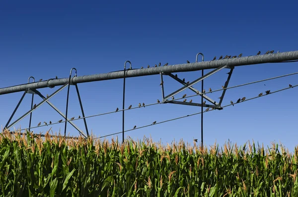 Sparrows roosting on irrigation system — Stock Photo, Image