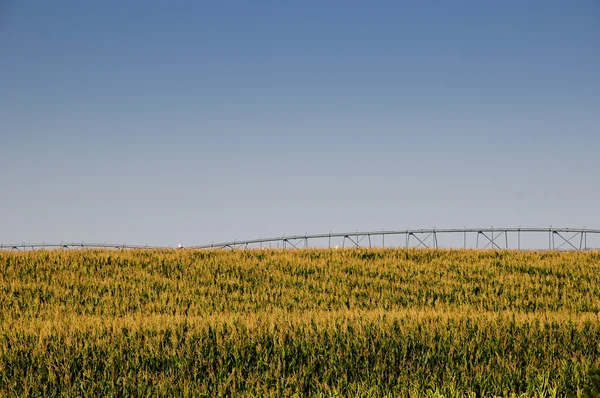 Золотые кисти на кукурузном поле — стоковое фото