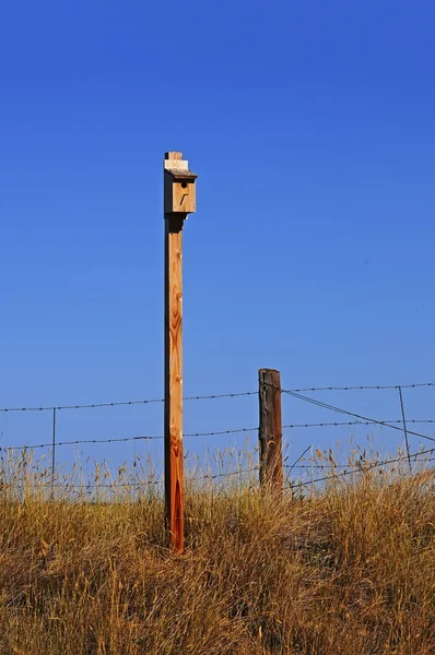 Batı mavi kuş yuva kutusu — Stok fotoğraf