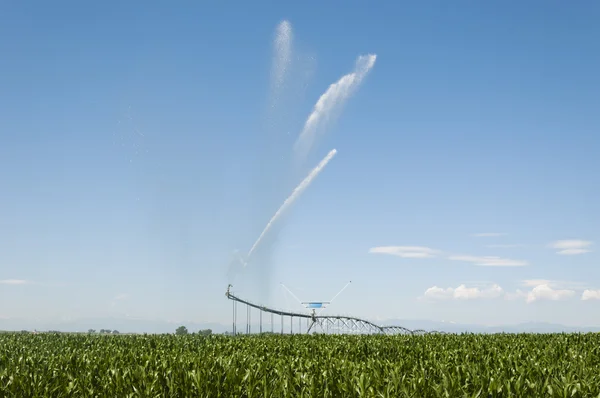 Irrigando o campo de milho . — Fotografia de Stock