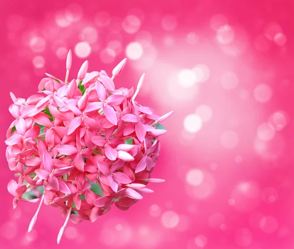 güzel pembe çiçekler