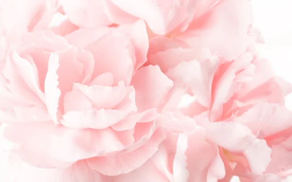 Ροζ γαρίφαλα — Φωτογραφία Αρχείου