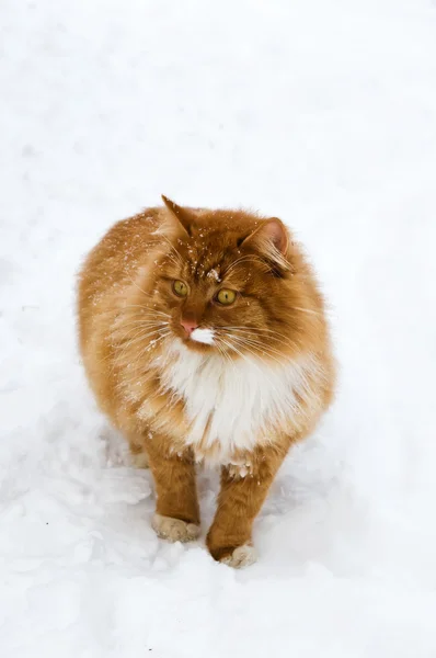 stock image Cat in snow