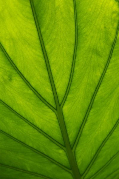 stock image Backlit Green Leaf