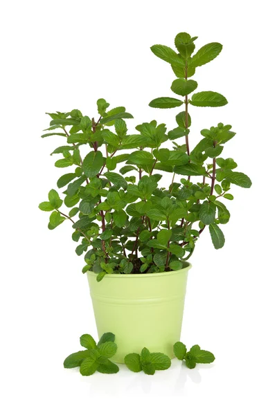 Planta de hortelã — Fotografia de Stock