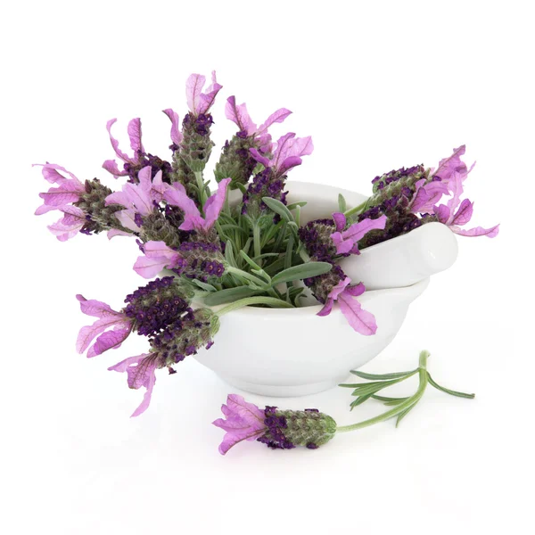 Lavendel kruid — Stockfoto