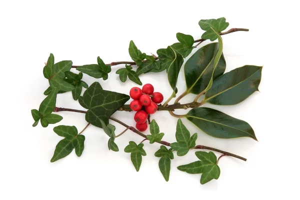 Holly and Ivy — Stock Photo, Image