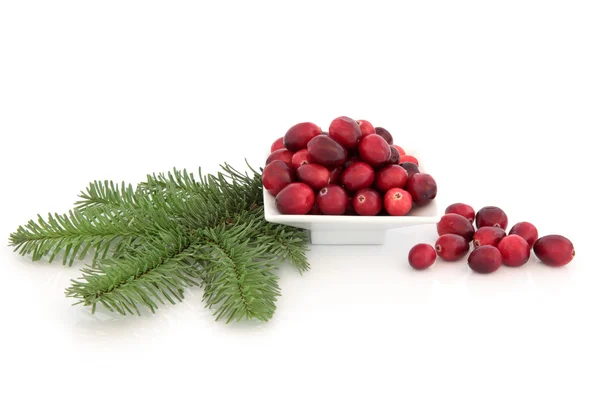 Buah Cranberry dan Spruce — Stok Foto