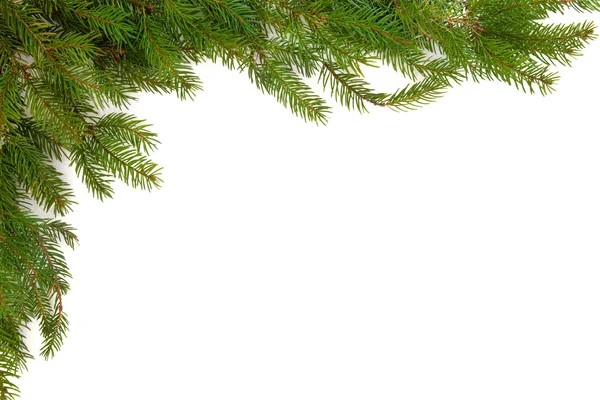 Spruce pine gränsen — Stockfoto