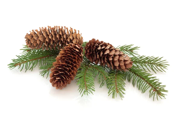 Pine cone decoratie — Stockfoto