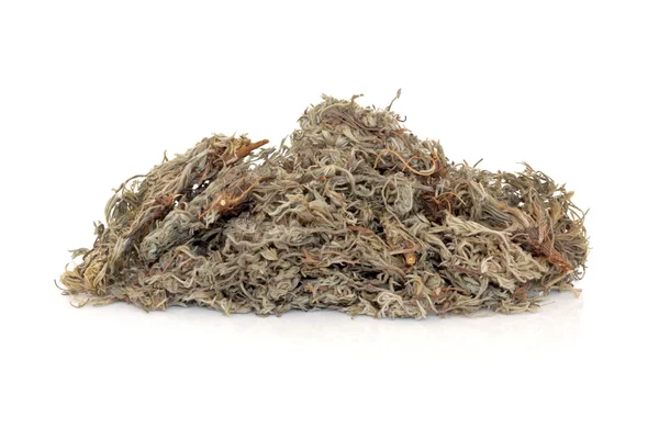 Capilares Herb — Fotografia de Stock