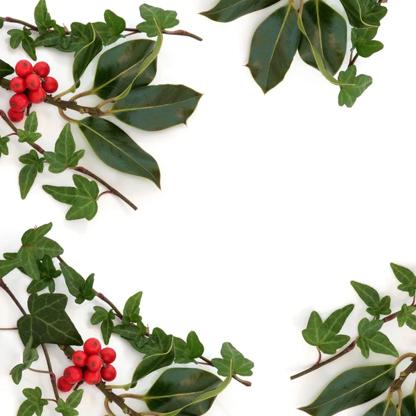Holly and Ivy Border — Stock Photo, Image