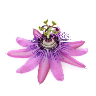 Passion Flower clipart