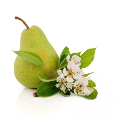 Pear Fruit clipart