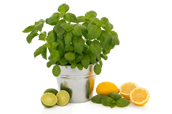 Bazsalikom gyógynövény és citrusfélék — Stock Fotó