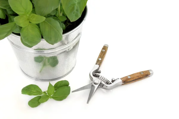 Bazalka herb a zahradnické nůžky — Stock fotografie