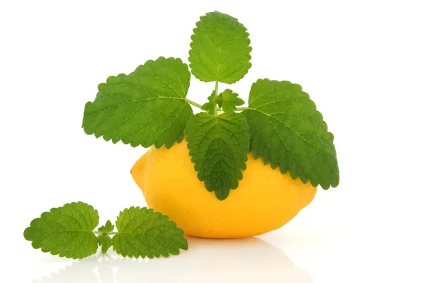 Fruta de limão e erva de bálsamo de limão — Fotografia de Stock