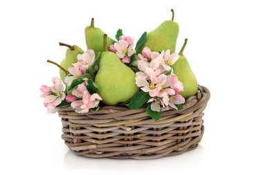 Pears and Flower Blossom clipart