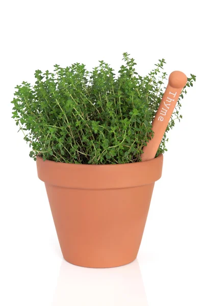 Thyme Herb Plant — Stock Photo, Image