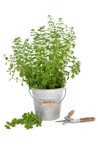 Pruning Oregano herb — Stock Photo, Image