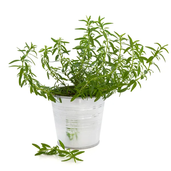 Ysop-Kräuterpflanze — Stockfoto