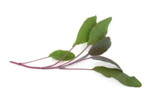 紫色鼠尾草叶子 — 图库照片