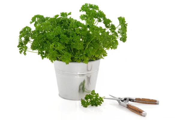 Salsa Herb Plant — Fotografia de Stock