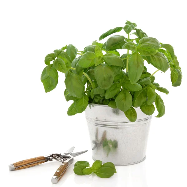 Basil Herb and Secateurs — Stock Photo, Image
