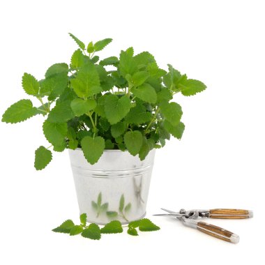 Lemon Balm Herb with Secateurs clipart