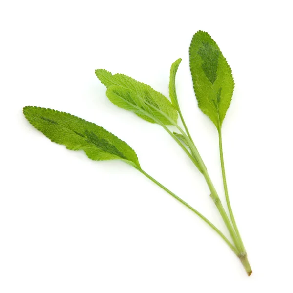 Sage Herb — Stock Photo, Image