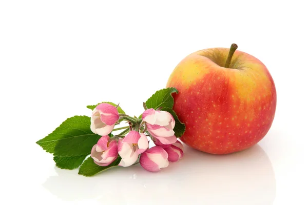Červená dezert jablko — Stock fotografie
