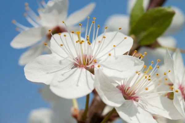 Spring cherry flowers. — Stock Photo, Image