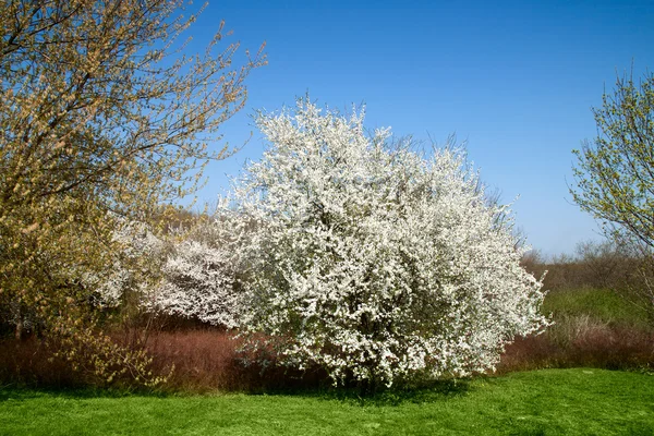 Virágzó fa — Stock Fotó