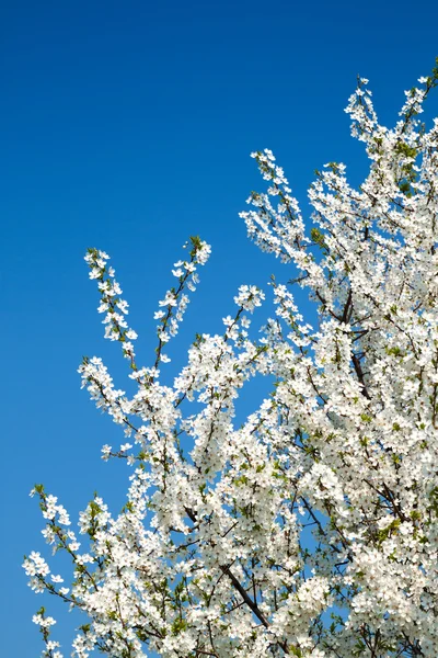 Bunches of cherry blossom. — Stock Photo, Image