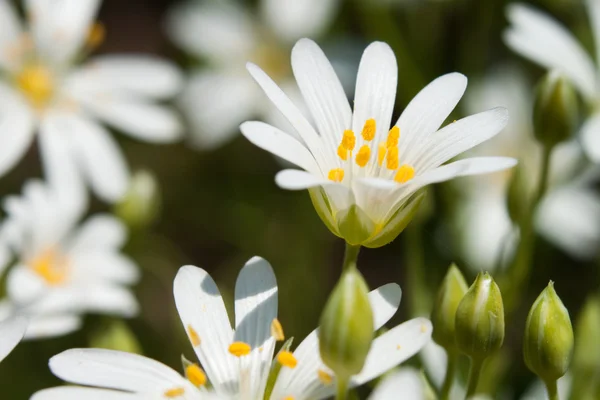 Stock image Wild flowers