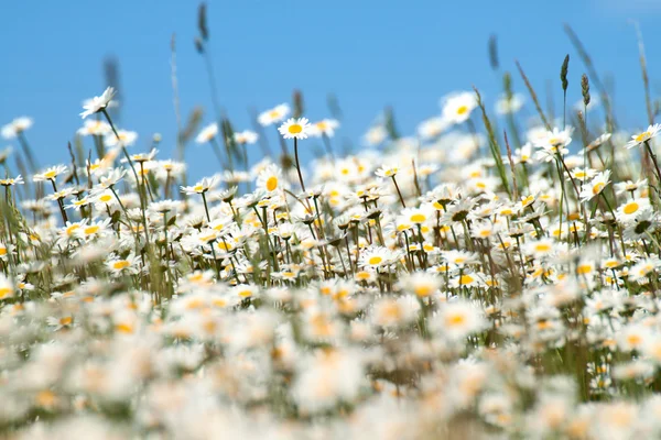 White flowers field — Stock Photo, Image