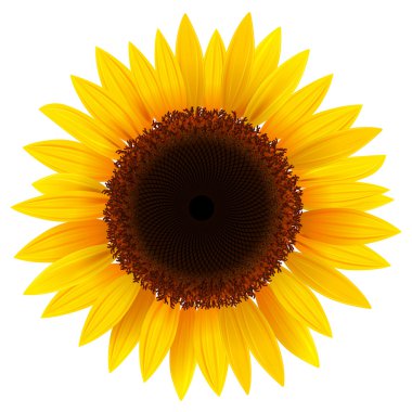 Sunflower clipart