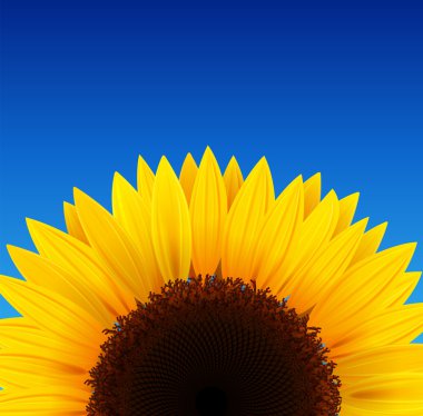 Sunflower background clipart