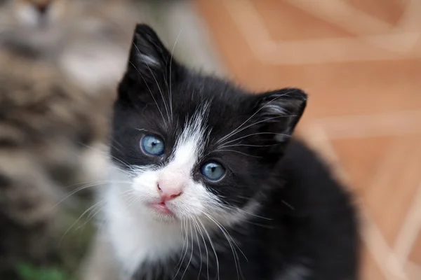 stock image Small cat