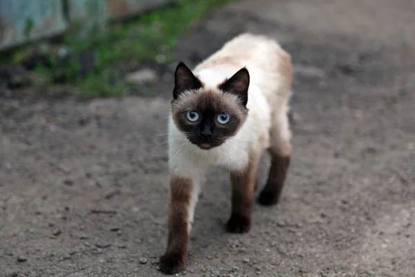 Siamese Cat — Stock Photo, Image