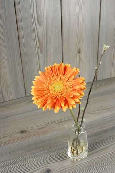 Bella Gerbera arancione — Foto Stock